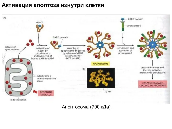 Апоптосома (700 кДа): Активация апоптоза изнутри клетки