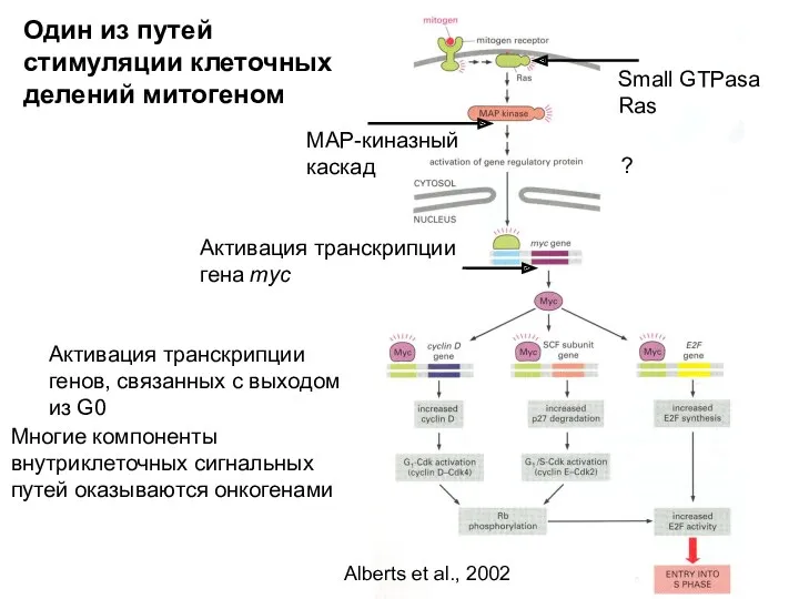 Один из путей стимуляции клеточных делений митогеном Small GTPasa Ras MAP-киназный каскад Активация