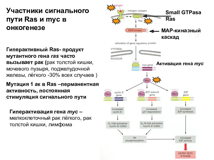 Small GTPasa Ras MAP-киназный каскад Активация гена myc Гиперактивный Ras- продукт мутантного гена
