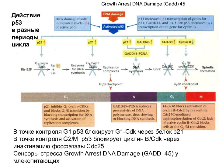 В точке контроля G1 р53 блокирует G1-Cdk через белок р21 В точке контроля