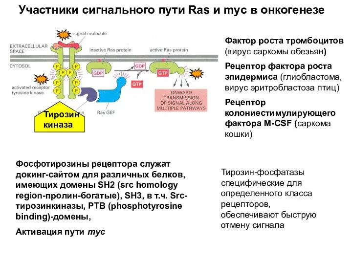 Фактор роста тромбоцитов (вирус саркомы обезьян) Рецептор фактора роста эпидермиса (глиобластома, вирус эритробластоза