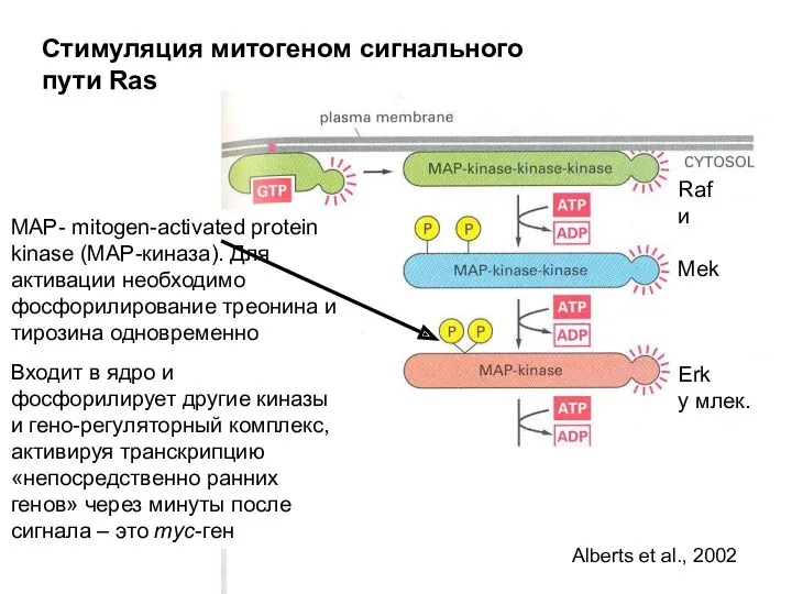 Стимуляция митогеном сигнального пути Ras MAP- mitogen-activated protein kinase (MAP-киназа). Для активации необходимо