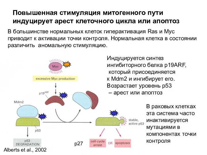 В большинстве нормальных клеток гиперактивация Ras и Myc приводит к активации точки контроля.