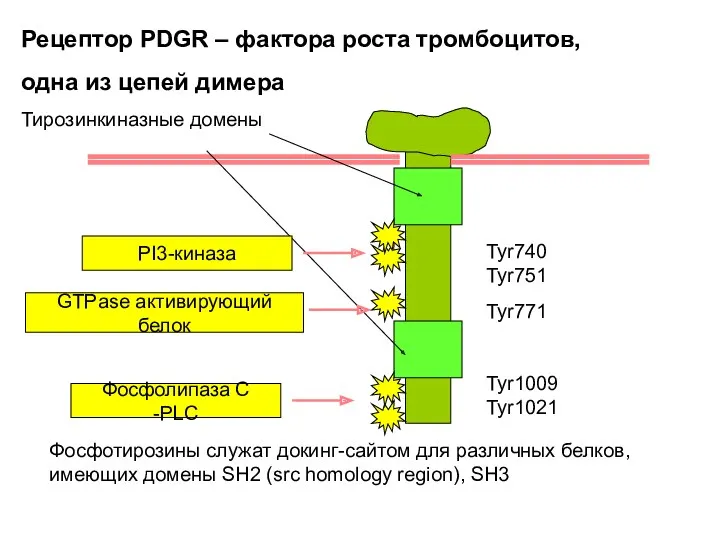 Tyr740 Tyr751 Tyr771 Tyr1009 Tyr1021 Рецептор PDGR – фактора роста тромбоцитов, одна из