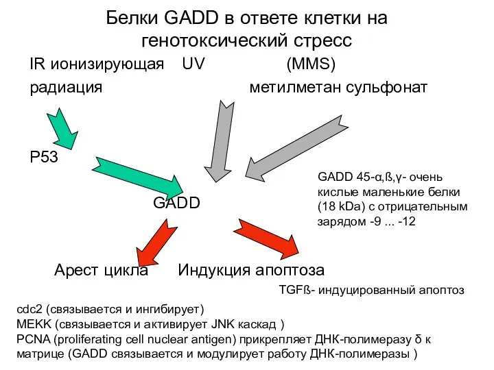 Белки GADD в ответе клетки на генотоксический стресс IR ионизирующая UV (MMS) радиация