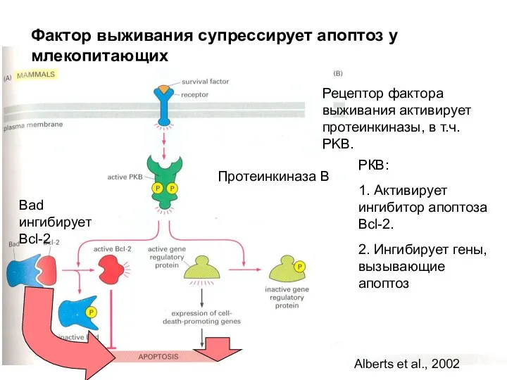 Фактор выживания супрессирует апоптоз у млекопитающих Протеинкиназа В Рецептор фактора выживания активирует протеинкиназы,