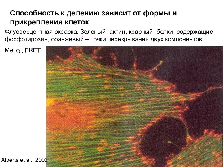 Способность к делению зависит от формы и прикрепления клеток Флуоресцентная окраска: Зеленый- актин,