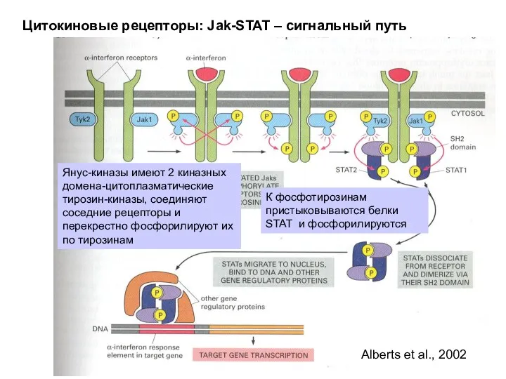 Цитокиновые рецепторы: Jak-STAT – сигнальный путь Alberts et al., 2002 Янус-киназы имеют 2