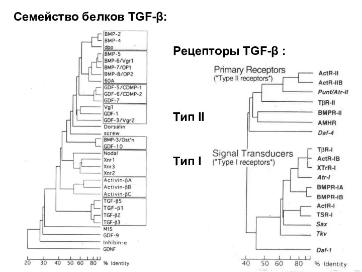 Рецепторы TGF-β : Тип II Тип I Семейство белков TGF-β: