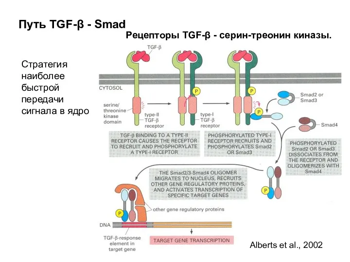 Путь TGF-β - Smad Стратегия наиболее быстрой передачи сигнала в ядро Рецепторы TGF-β