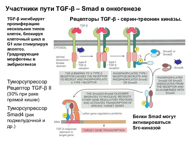 Участники пути TGF-β – Smad в онкогенезе Рецепторы TGF-β - серин-треонин киназы. Туморсупрессор
