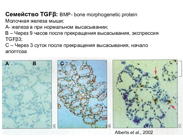 Семейство TGFβ: BMP- bone morphogenetic protein Молочная железа мыши: А- железа в при