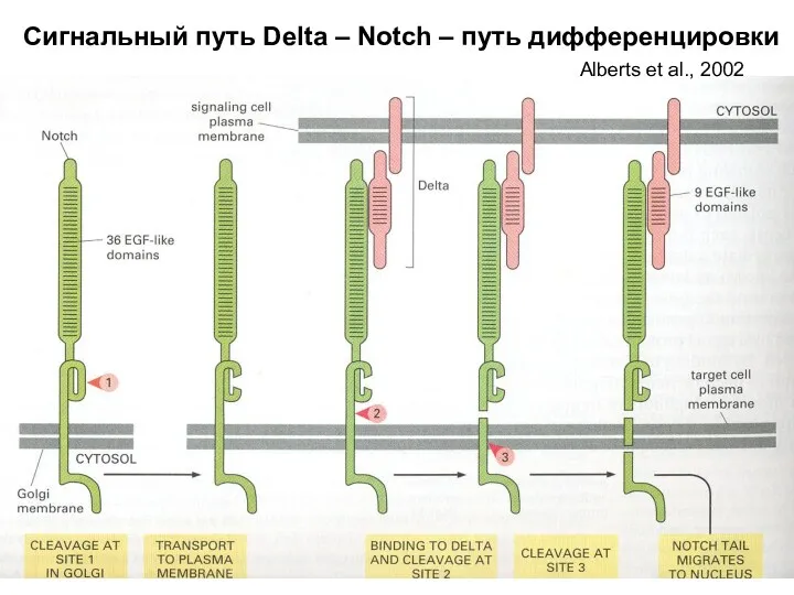 Сигнальный путь Delta – Notch – путь дифференцировки Alberts et al., 2002