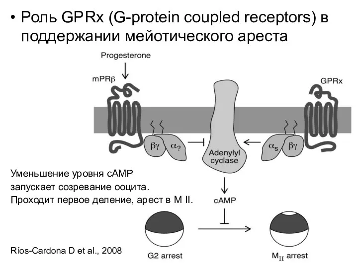 Роль GPRx (G-protein coupled receptors) в поддержании мейотического ареста Уменьшение уровня cAMP запускает