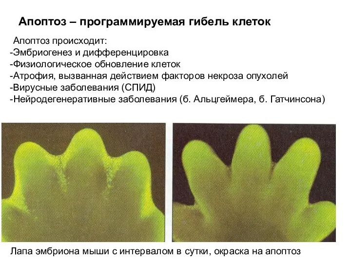 Апоптоз – программируемая гибель клеток Лапа эмбриона мыши с интервалом в сутки, окраска