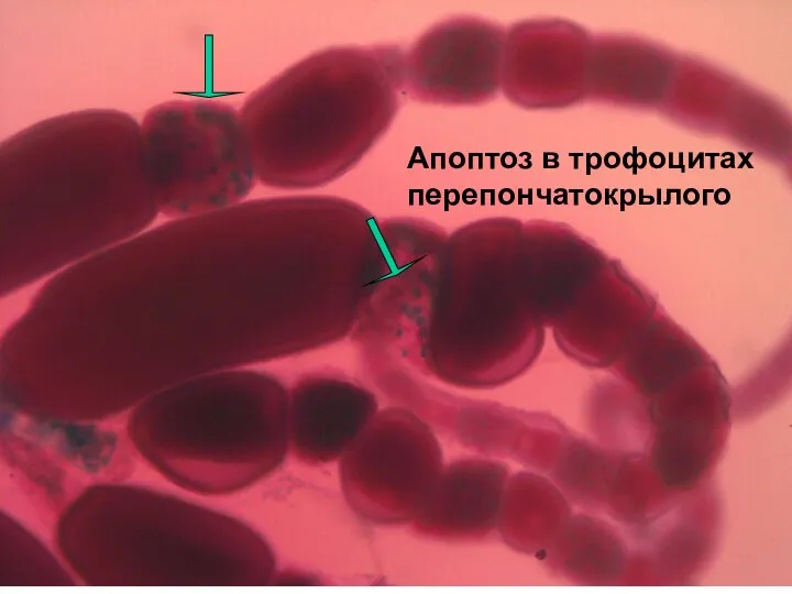 Апоптоз в трофоцитах перепончатокрылого