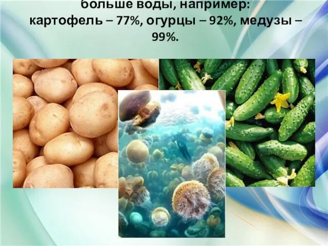 Есть живые организмы, содержащие ещё больше воды, например: картофель –