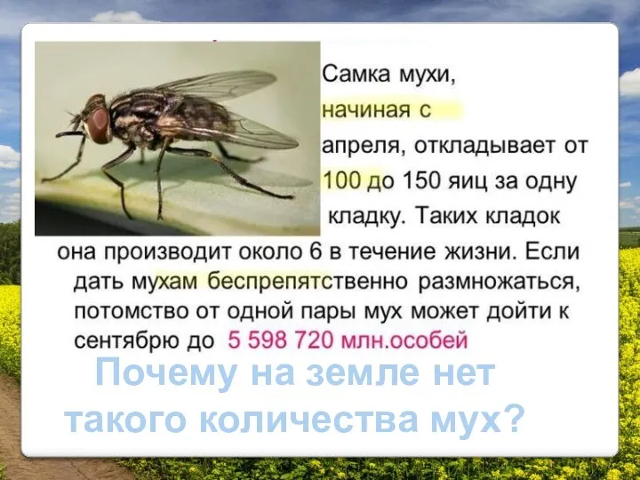 Почему на земле нет такого количества мух?