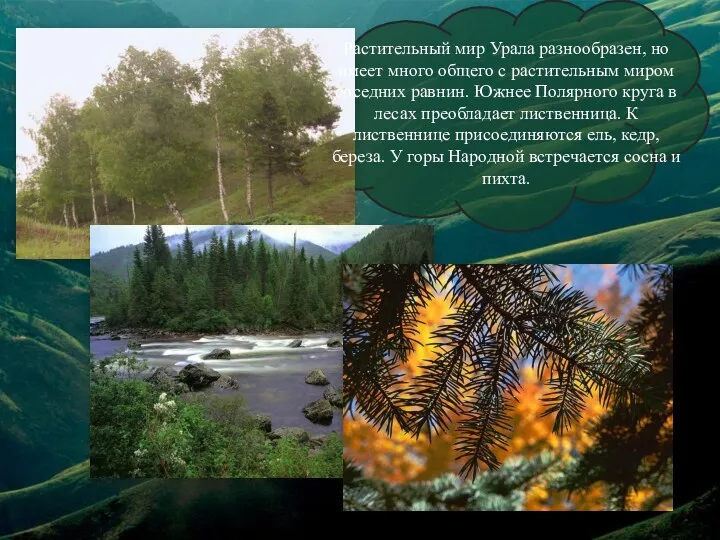 Растительный мир Урала разнообразен, но имеет много общего с растительным миром соседних равнин.