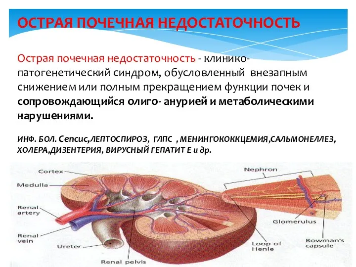 ОСТРАЯ ПОЧЕЧНАЯ НЕДОСТАТОЧНОСТЬ Острая почечная недостаточность - клинико-патогенетический синдром, обусловленный