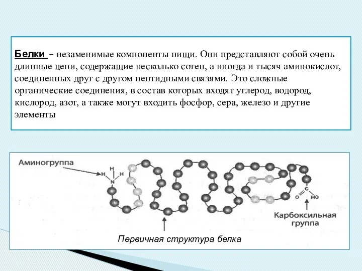 Белки – незаменимые компоненты пищи. Они представляют собой очень длинные