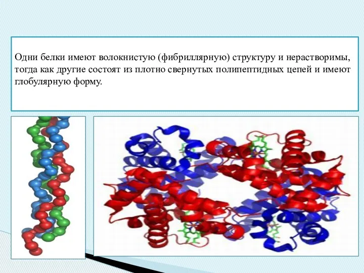 Одни белки имеют волокнистую (фибриллярную) структуру и нерастворимы, тогда как