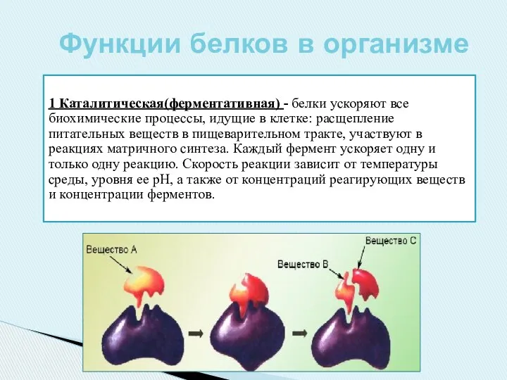 1 Каталитическая(ферментативная) - белки ускоряют все биохимические процессы, идущие в