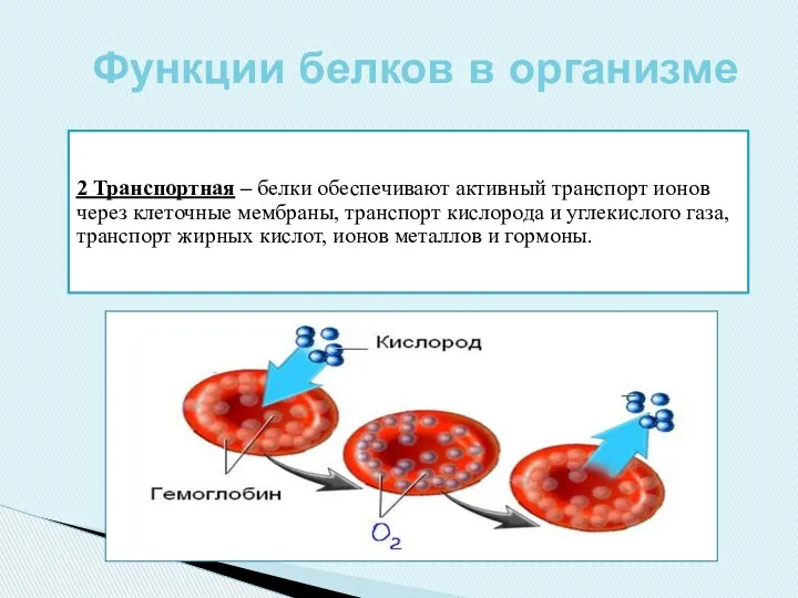 2 Транспортная – белки обеспечивают активный транспорт ионов через клеточные