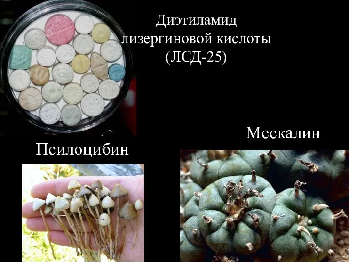Диэтиламид лизергиновой кислоты (ЛСД-25) Мескалин Псилоцибин
