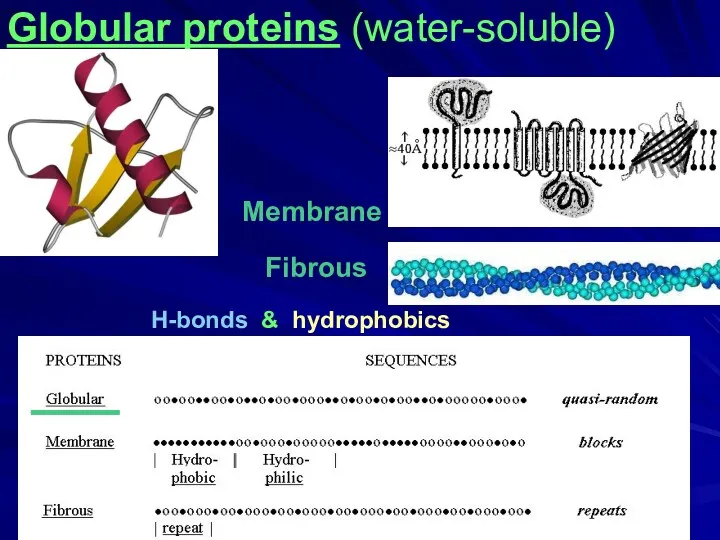 Fibrous H-bonds & hydrophobics Membrane ____ Globular proteins (water-soluble)