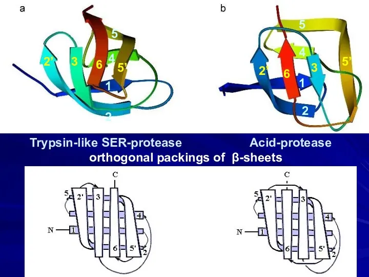 Trypsin-like SER-protease Acid-protease orthogonal packings of β-sheets 2 1 4