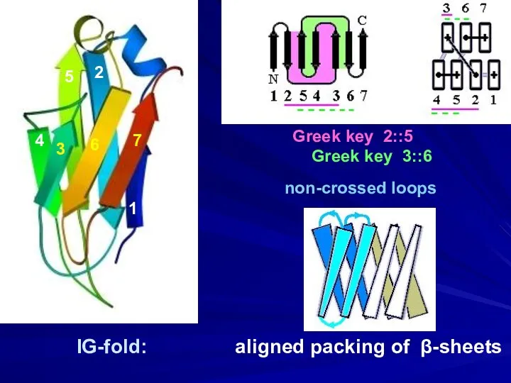 IG-fold: aligned packing of β-sheets Greek key 2::5 Greek key