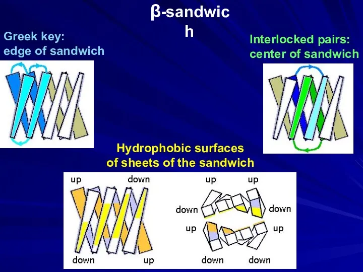 β-sandwich Interlocked pairs: center of sandwich Greek key: edge of