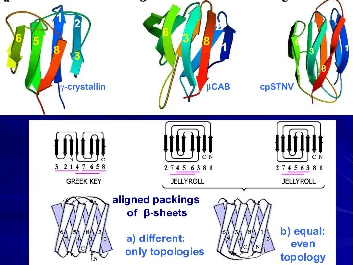 aligned packings of β-sheets a) different: only topologies b) equal: