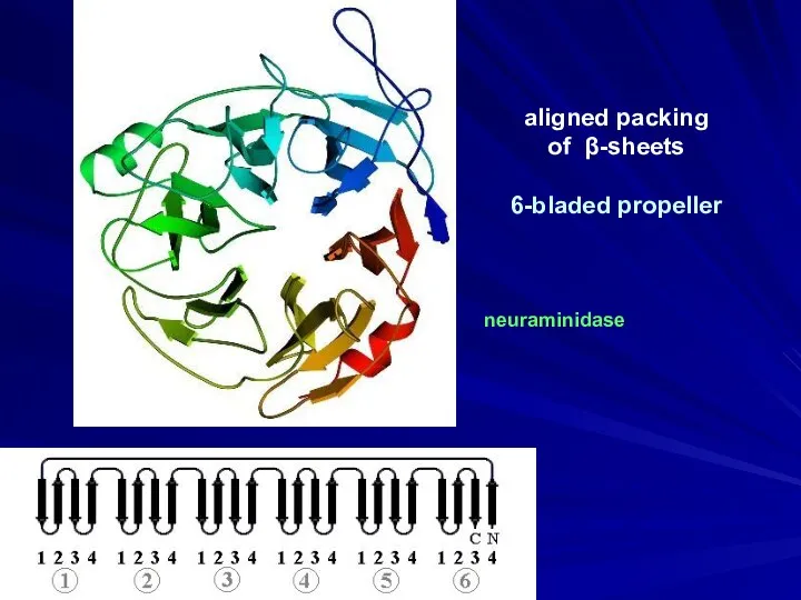 aligned packing of β-sheets 6-bladed propeller neuraminidase