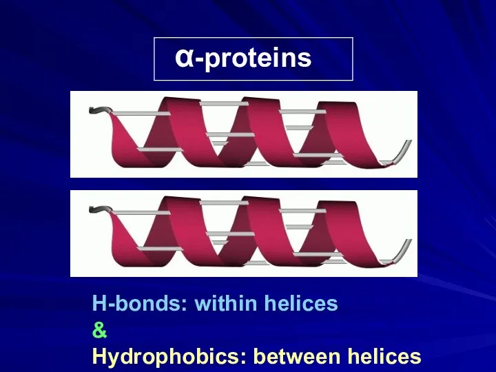 α-proteins H-bonds: within helices & Hydrophobics: between helices