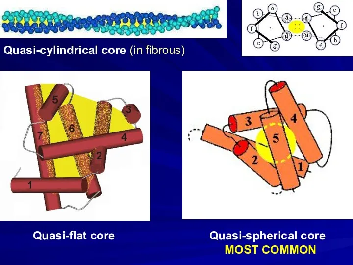 Quasi-cylindrical core (in fibrous) Quasi-flat core Quasi-spherical core MOST COMMON