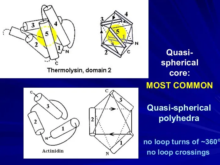 Quasi-spherical polyhedra Quasi- spherical core: MOST COMMON no loop turns of ~360o no loop crossings