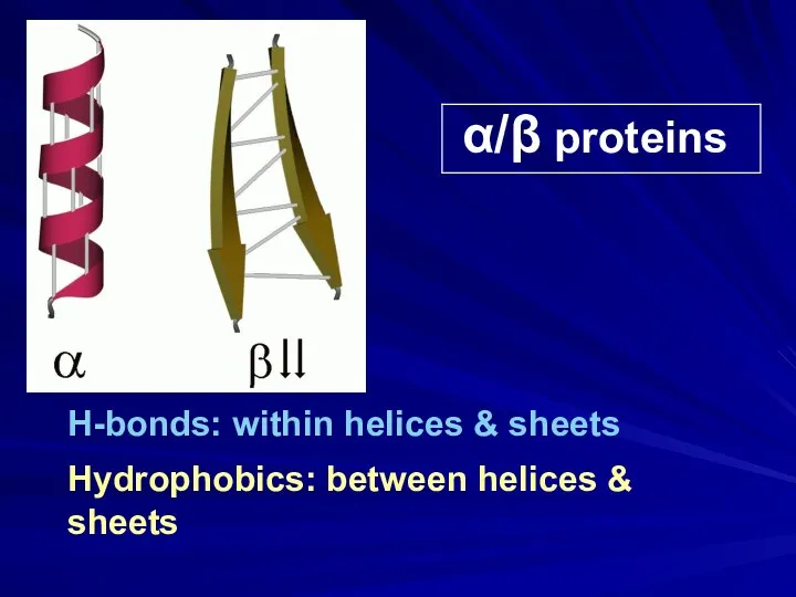 α/β proteins H-bonds: within helices & sheets Hydrophobics: between helices & sheets