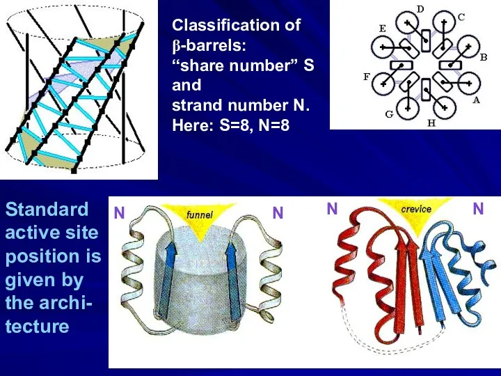 Classification of β-barrels: “share number” S and strand number N.