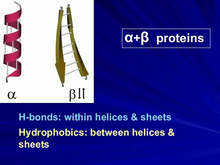 α+β proteins H-bonds: within helices & sheets Hydrophobics: between helices & sheets