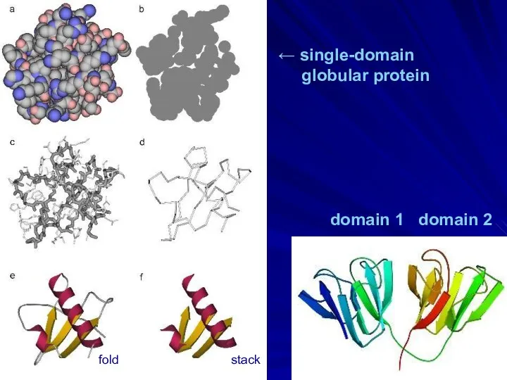 domain 1 domain 2 ← single-domain globular protein fold stack