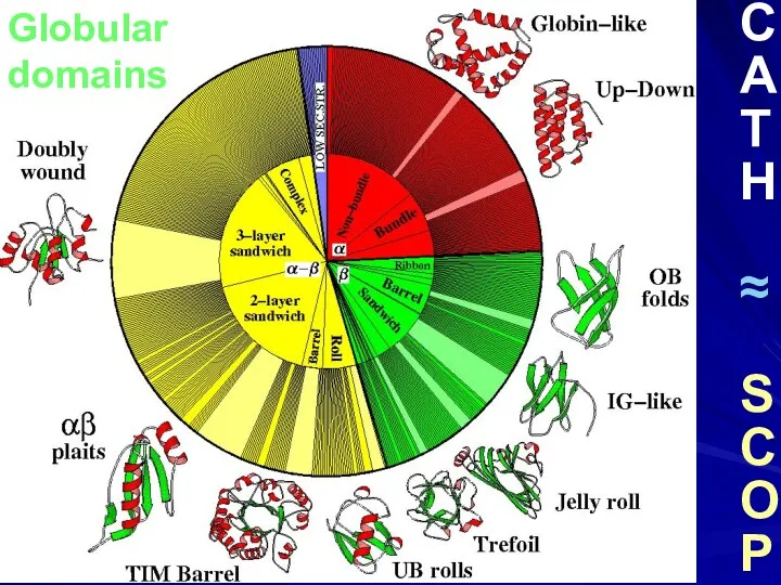 Globular domains C A T H ≈ S C O P