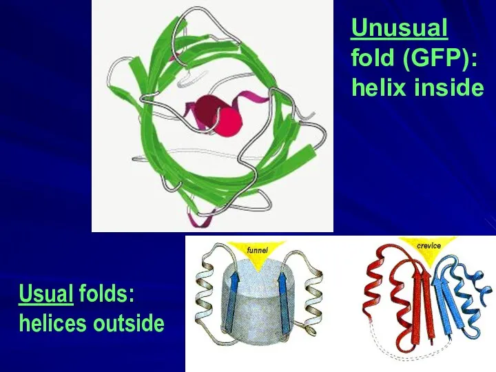 Unusual fold (GFP): helix inside Usual folds: helices outside