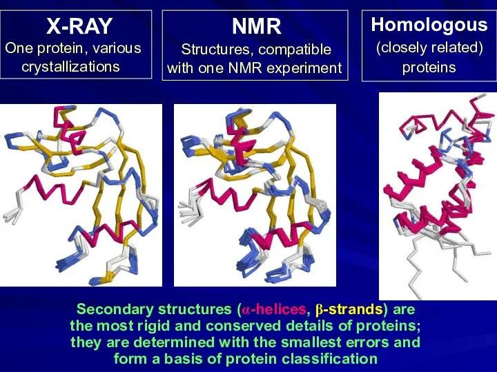 Secondary structures (α-helices, β-strands) are the most rigid and conserved