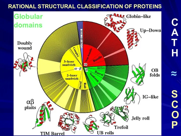 Globular domains C A T H ≈ S C O P RATIONAL STRUCTURAL CLASSIFICATION OF PROTEINS