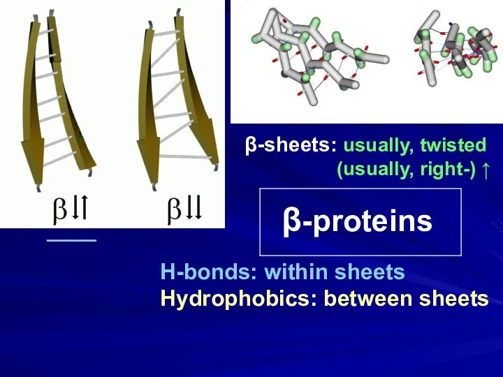 β-proteins β-sheets: usually, twisted (usually, right-) ↑ H-bonds: within sheets Hydrophobics: between sheets ____