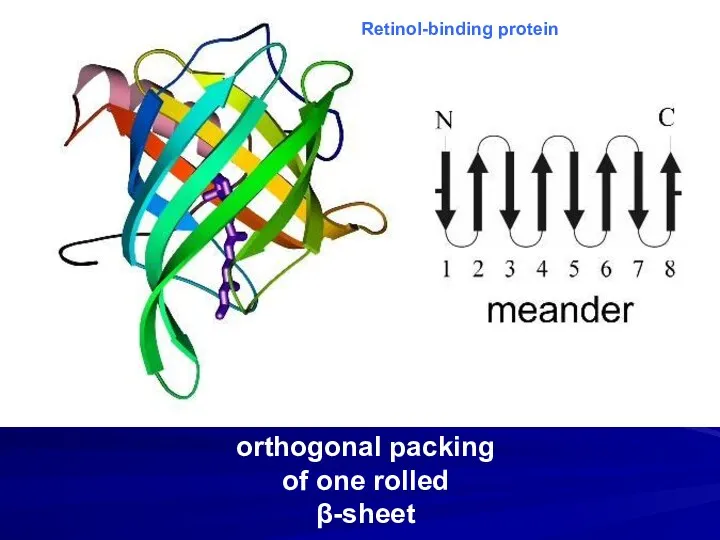 orthogonal packing of one rolled β-sheet Retinol-binding protein