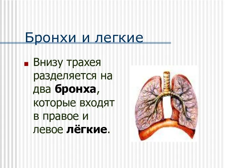 Бронхи и легкие Внизу трахея разделяется на два бронха, которые входят в правое и левое лёгкие.