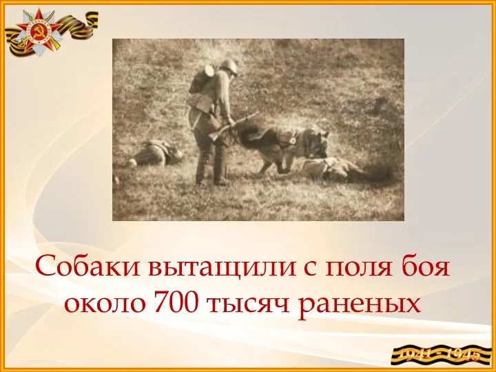 Собаки вытащили с поля боя около 700 тысяч раненых